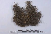 藏品(鞭蘚屬)的圖片